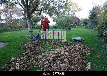 Laub rechen vor dem letzten Rasenschnitt, Deutschland Foto Stock