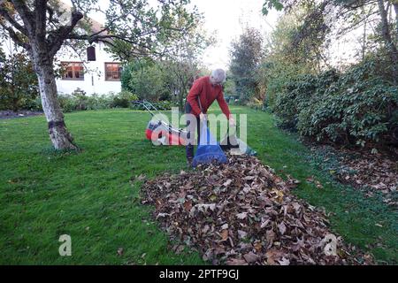 Laub rechen vor dem letzten Rasenschnitt, Deutschland Foto Stock