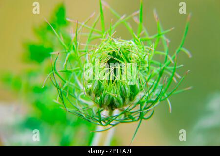 Primo piano del fiore di apertura della pianta di Heracleum. Gemma di fiori di alghe. Pianta di erbaccia. Campo Heracleum selvaggio. Vegetazione prato. Foto macro Foto Stock