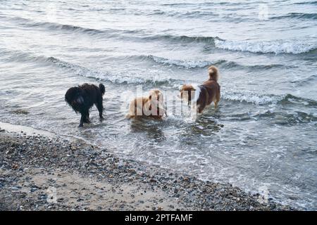 Goldendoodle e cani pastore australiani che giocano in mare. Frolicking in acqua con un sacco di divertimento. Foto degli animali sulla spiaggia Foto Stock
