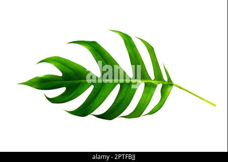 giungla tropicale monstera foglie isolate su uno sfondo bianco Foto Stock