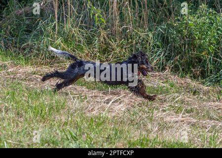 cane cucciolo bagnato spaniel che corre su un prato Foto Stock