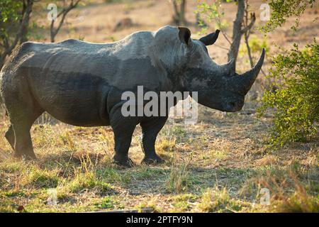 Niente di meglio di un bel bagno di fango. un rinoceronte nel suo habitat naturale Foto Stock