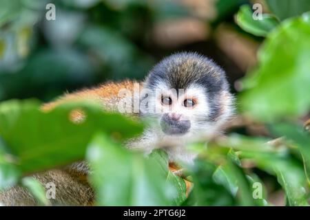 Simpatica scimmia scoiattolo centroamericana (saimiri oerstedii), Quepos, fauna selvatica del Costa Rica Foto Stock