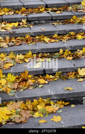Vecchio passi concreti, cosparsa con un sacco di ingiallimento caduto foglie di autunno Foto Stock
