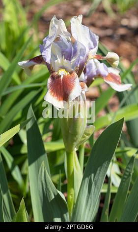 Iride tedesca (Iris barbata-nana), primo piano della testa di fiore Foto Stock