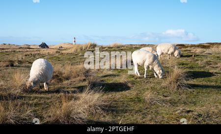 Immagine panoramica del paesaggio lungo la riva di Sylt con pecore, Frisia del Nord, Germania Foto Stock