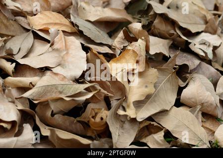 Foglie di scarto asciutte di fondo naturale di pianta essiccata morta. Full frame. Sfondi natura. Foto Stock