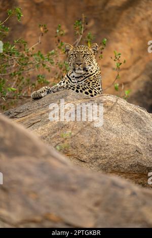 Leopard si trova sulla roccia fissando la fotocamera Foto Stock