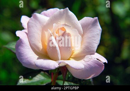 Primo piano fotografia di una rosa di tè ibrido promessa rosa Foto Stock