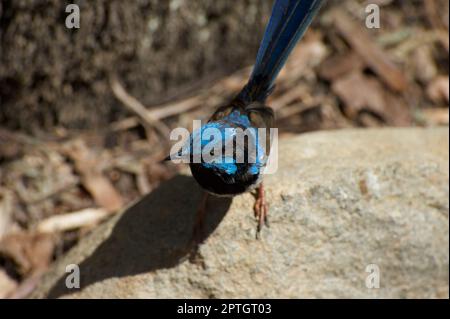 Una superba Fairy Wren (Malurus Cyaneus) sorge su una roccia, mentre si guarda intorno per il cibo che può rubare, nel Lyrebird Aviary presso Healesville Sanctuary. Foto Stock