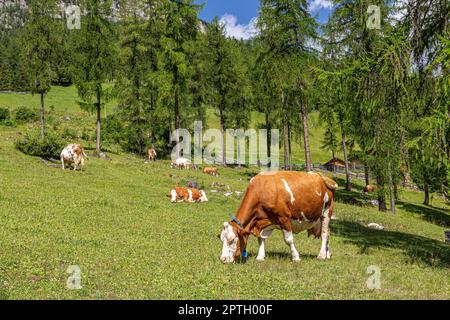 Bovini da latte fotografati nei pascoli montani delle Alpi italiane Foto Stock