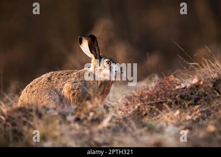 Lepre marrone, lepus europaeus, seduta a terra alla luce del sole della sera d'autunno. Coniglio selvatico che guarda su prato su sole caldo. Mammifero con orecchie lunghe che guardano o Foto Stock