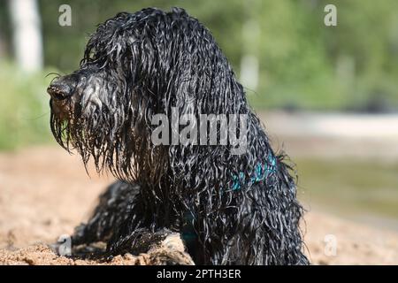 Ritratto di un cane Goldendoodle. Il cane è sdraiato sulla spiaggia con ricci bagnati lunga pelliccia nera marrone chiaro. Intimo cane di famiglia. Foto animale di un cane Foto Stock