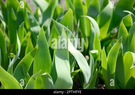 Un sacco di gambi verdi che crescono nel giardino Foto Stock