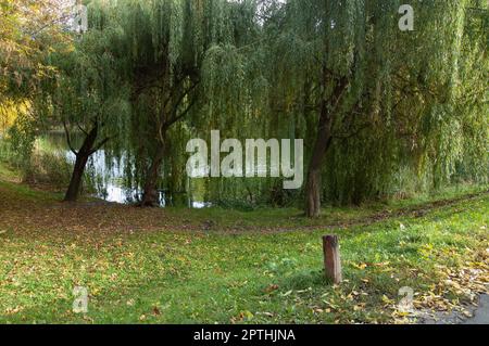 prato verde con le prime foglie gialle, salici appoggiati sull'acqua Foto Stock