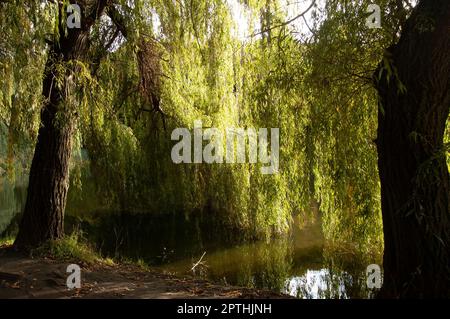 rami di salice verde bagnano in acqua Foto Stock
