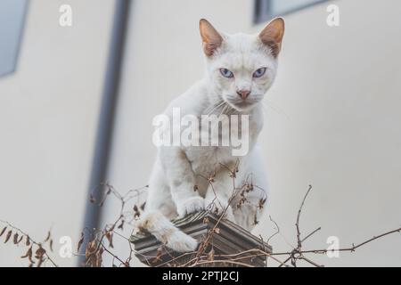 Un gatto bianco feriale siede su un palo di recinzione e guarda nella macchina fotografica. Foto Stock