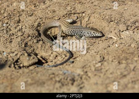 Un capricciallo californiano (Aspidescelis tigris munda) riposa al sole nel deserto del Mojave della California meridionale. Foto Stock