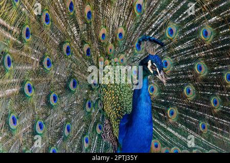 Le padelle blu indiane (Pavo cristate) sono native del subcontinente indiano ma sono state introdotte e addomesticate in tutto il mondo. Questo è un maschio. Foto Stock