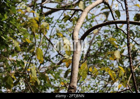 albero con foglie verdi nella foresta Foto Stock