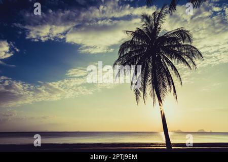 Silate l'albero di cocco sulla spiaggia prima del tramonto sfondo Foto Stock