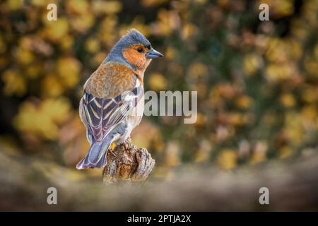 Un primo piano di un maschio chaffinch, fringilla coelebs, come egli si appollano su un vecchio ramo. È preso contro uno sfondo giallo di gola fuori fuoco Foto Stock