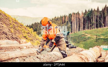 Il taglialegna sega segheria la motosega su segheria. Legno duro che lavora in foresta. Lumberman lavoro con motosega nella foresta. Il taglialegna è un uomo Foto Stock