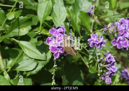 Una piccola farfalla brandizzata scura che cerca di raccogliere nettare da un gruppo di fiori viola Foto Stock