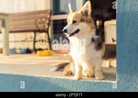 Ritratto di adorabile animale domestico pembroke corgi gallese seduto sul pavimento in cemento vicino a casa, guardando da parte, mostrando lingua. Animale domestico, cura dell'animale domestico, veterina Foto Stock