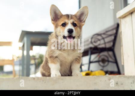 Ritratto di amichevole pembroke corgi cucciolo seduto su pavimento in cemento vicino casa in estate guardando la macchina fotografica, mostrando lingua. Animale domestico, animale domestico Foto Stock