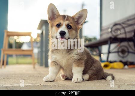 Ritratto di affascinante cucciolo di corgi gallese pembroke seduto su pavimento in cemento vicino alla panca in estate guardando la macchina fotografica, mostrando la lingua. Animale domestico, animale domestico Foto Stock