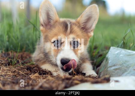 Ritratto di affascinante cucciolo gallese pembroke corgi sdraiato a terra tra prato in estate, guardando la macchina fotografica, leccando il naso. Animale domestico, animale domestico Foto Stock