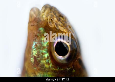 Ruffe eurasiatica nota anche come ruffe o papa. Macro fotografia pesci di fiume. Profondità di campo estremamente ridotta, messa a fuoco morbida Foto Stock