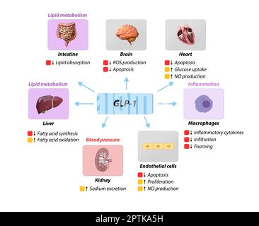 Il peptide glucagone-like 1 GLP-1 previene le complicazioni macrovascolari, la malattia coronarica, il metabolismo lipidico, l'infiammazione della pressione sanguigna, il bue nitrico Foto Stock