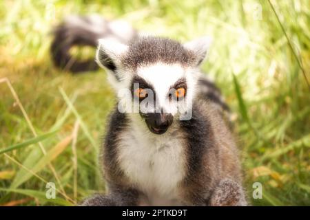 Ritratto animale di un lemur, con coda ad anello (catta di Lemur). Foto Stock