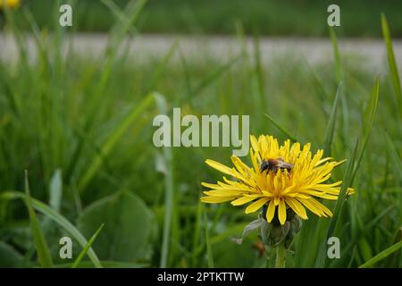 Primo piano ad angolo largo su un'ape femminile dalla coda rossa, Andrena hemorroa, in un fiore giallo di dente di leone, Taraxacum officinale Foto Stock