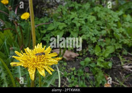 Primo piano naturale su un'ape femminile dalla coda rossa, Andrena Emorrhoa, seduta su un dente di leone giallo, Taraxacum officinale Foto Stock