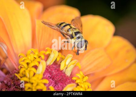 Myathropa florea chiamato anche flower fly o syrphid fly, che riposa su un fiore Foto Stock