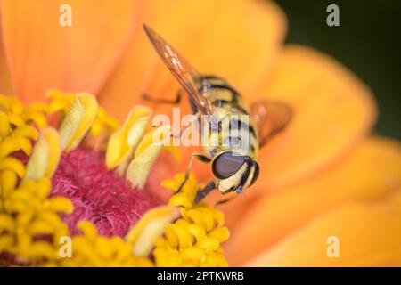 Myathropa florea chiamato anche flower fly o syrphid fly, che riposa su un fiore Foto Stock