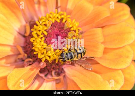 Myathropa florea chiamato anche flower fly o syrphid fly, che riposa su un fiore Foto Stock