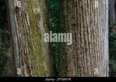 Tronchi di cedro giapponese Cryptomeria japonica. Nikko. Prefettura di Tochigi. Giappone. Foto Stock