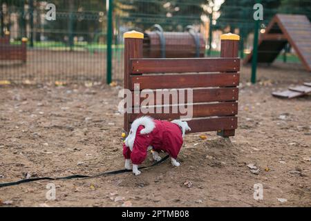 Jack russell terrier addestramento cani all'aperto nel parco della città zona di zona di cane sfondo - stile di vita degli animali domestici Foto Stock