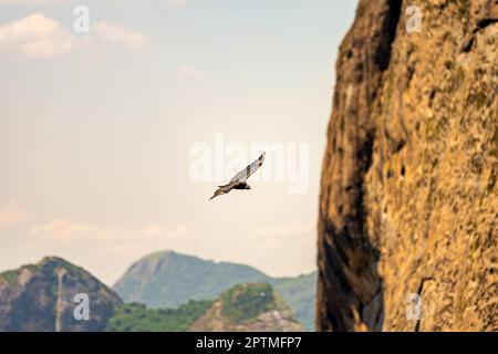 condor volando accanto a una roccia sopra l'oceano. Brasile. Rio de Janeiro Foto Stock