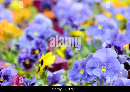 Pansy multicolore di fiori o pansies come sfondo o carta. Campo di pansies colorato di bianco giallo e viola pansy fiori su aiuola di fiori in perspe Foto Stock