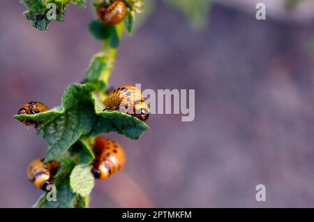 Il Colorado potato beetle larve mangiano foglie giovani di patata, closeup. Parassiti distruggono un raccolto sul campo. Parassiti in fauna selvatica e agricoltura Foto Stock