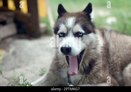 Cani Husky a sbadigliare i raggi del sole. Sleepy Dog funny sbadigli con la bocca spalancata e linguetta lunga all'aperto Foto Stock