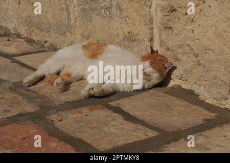 Stanco gatto rosso randagio che posa Lazy al sole Foto Stock