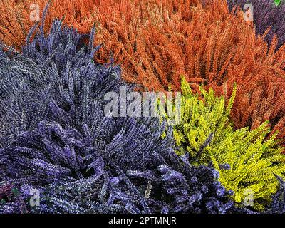 Besenheide, Calluna vulgaris, auch Heidekraut genannt, ist die einzige Art der monotypischen Pfanzengattung Calluna, die zur Familie der Heidekrautge Foto Stock