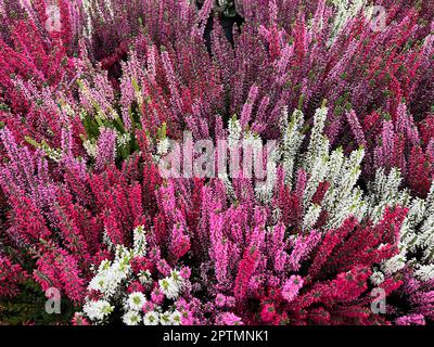 Besenheide, Calluna vulgaris, auch Heidekraut genannt, ist die einzige Art der monotypischen Pfanzengattung Calluna, die zur Familie der Heidekrautge Foto Stock